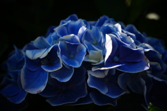 妄想紫陽花