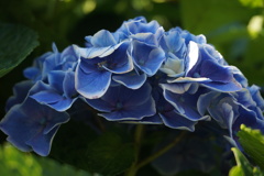 紫陽花カチューシャ