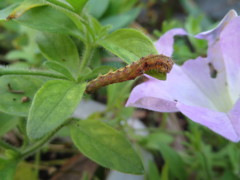 花をパクパク