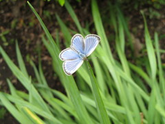 ほっとなごむ朝