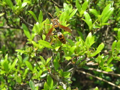 セグロアシナガバチ？