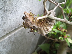どんどん増えてく！