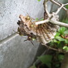 どんどん増えてく！