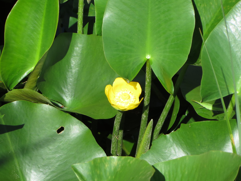 輝く朝陽