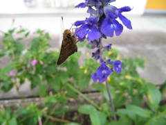 終わりかけの夏
