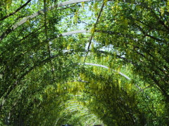 きいろのトンネル