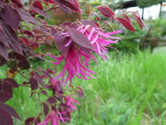 ピンクのリボン！