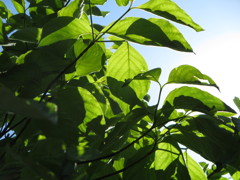 朝