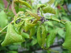 梅の木に・・・