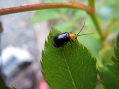 クロウリハムシ