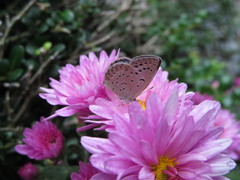 秋の花に