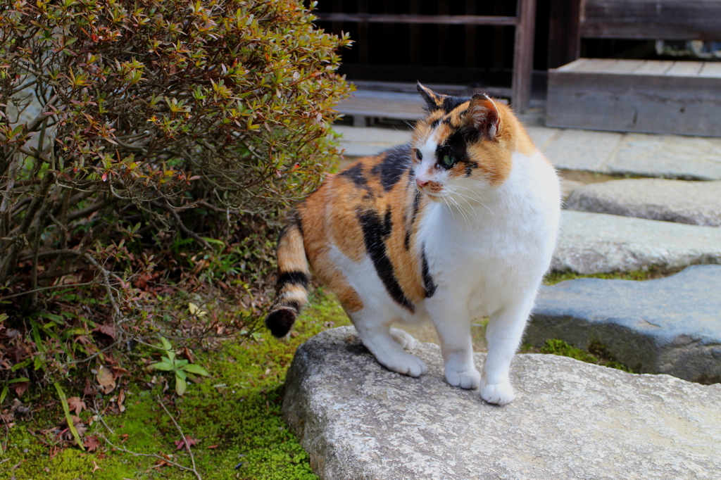 ふくちゃん