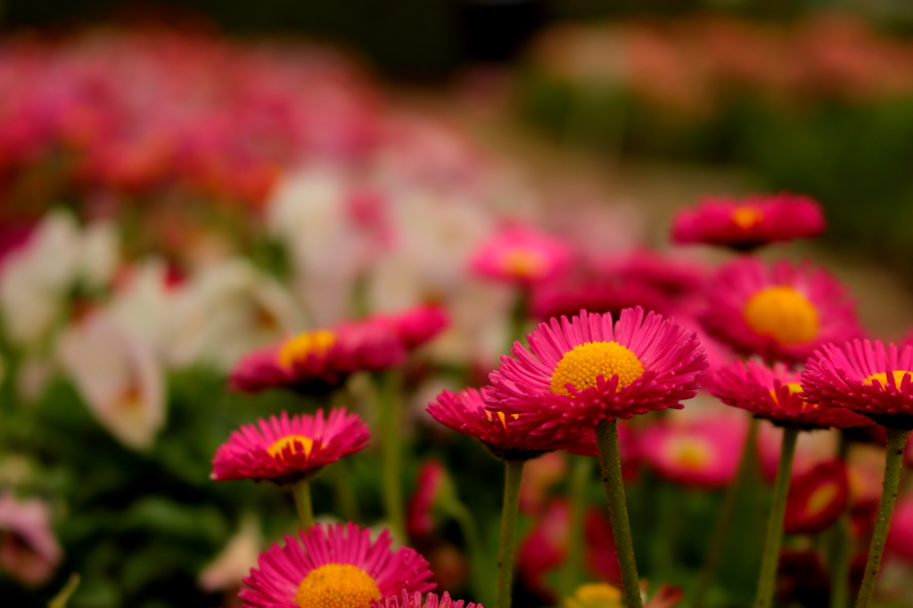 Bellis perennis