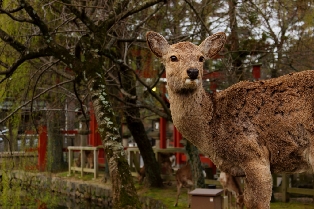 侵入者たち