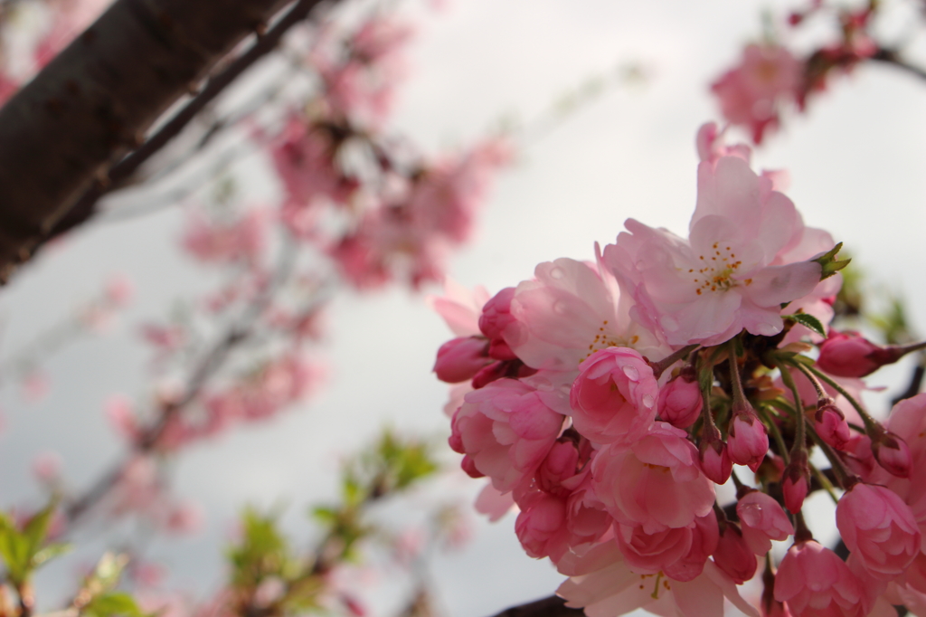 桜・輝