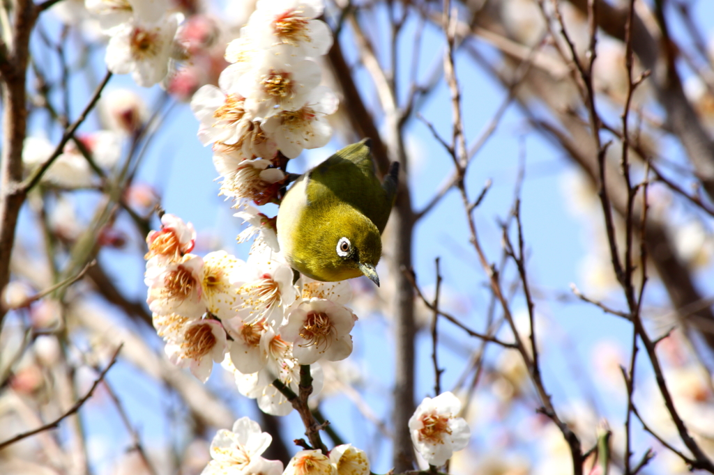 追いかけたくなる
