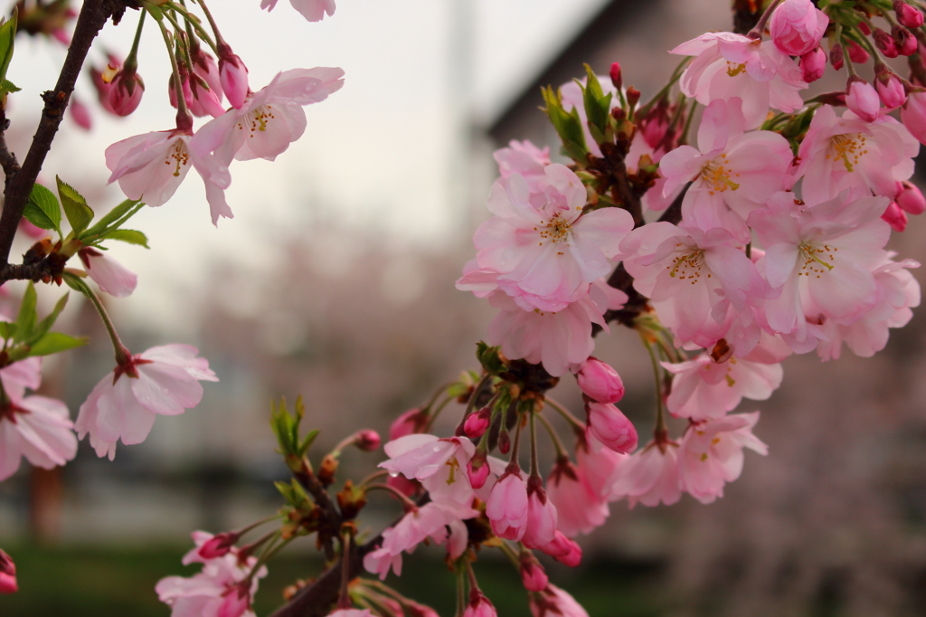 桜咲くら