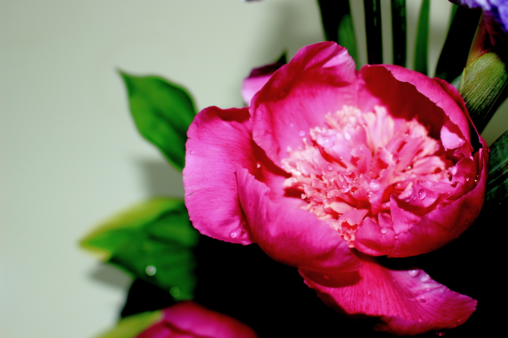 Paeonia lactiflora
