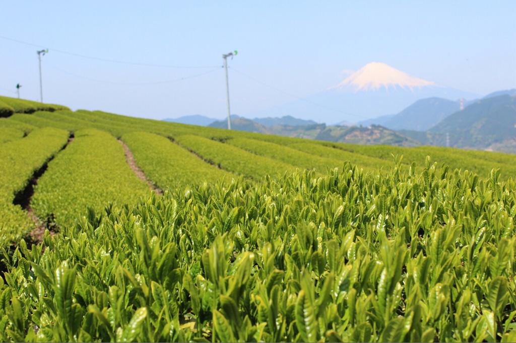 茶畑と富士