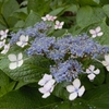 雨の日の額紫陽花