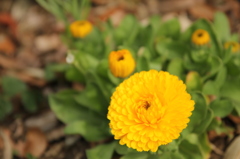 近所のお花