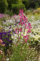 近所の花壇