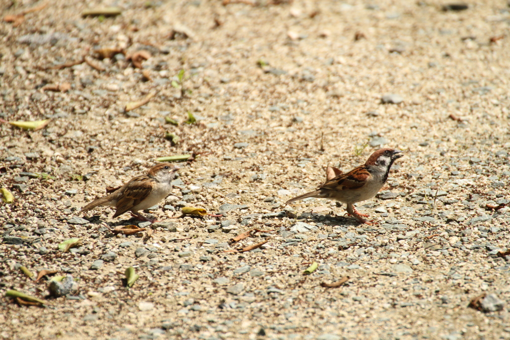 仲良し親子（どこ見てるの？？？）