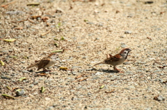 仲良し親子（どこ見てるの？？？）