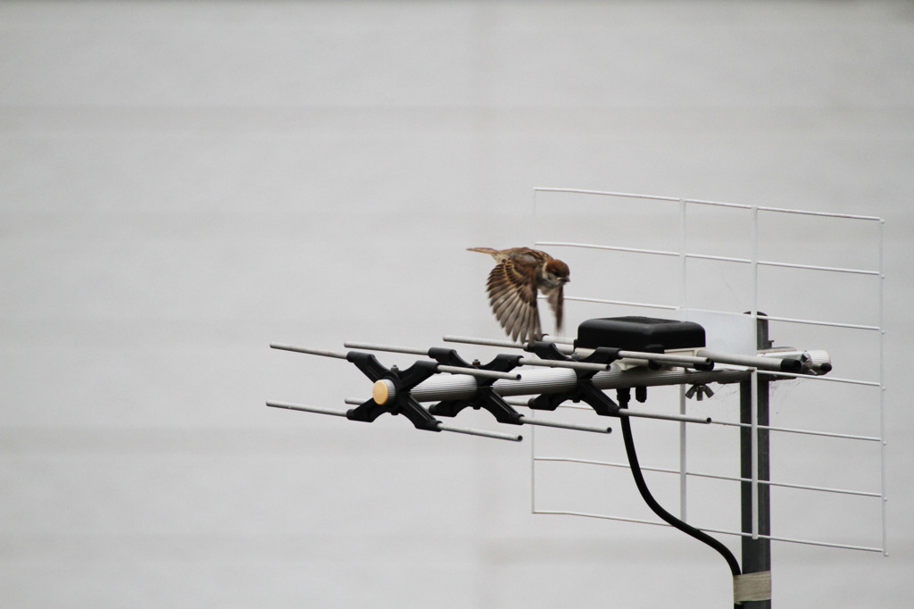 おうちに帰ろう