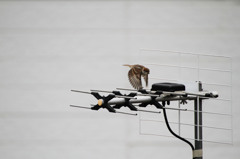 おうちに帰ろう