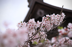 人吉の桜