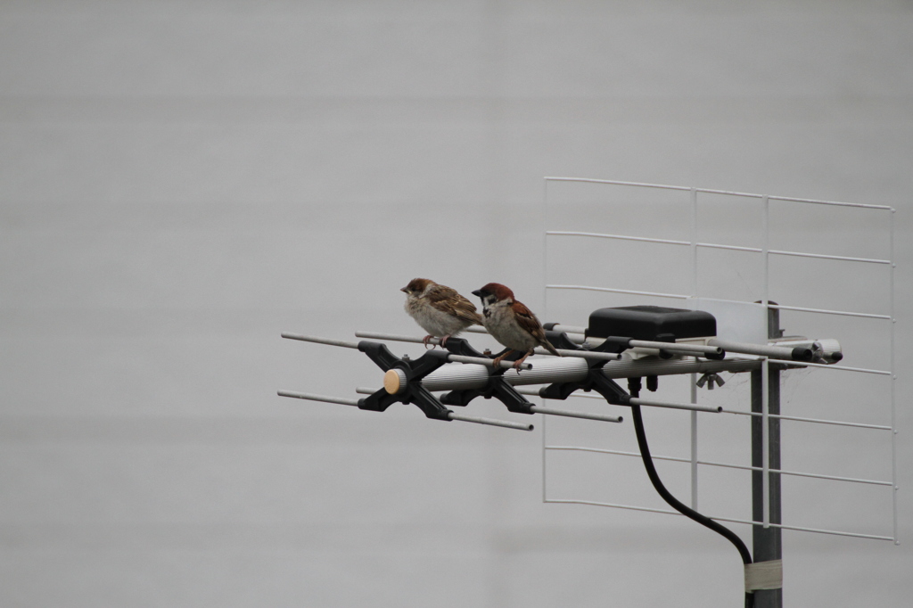 何を見てるの？？