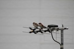 何を見てるの？？