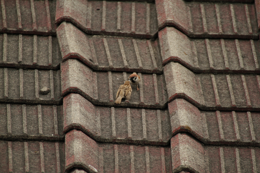 ご飯とってきたぞー