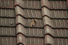 ご飯とってきたぞー