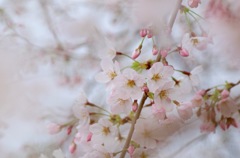 満開まで、あと少し…^ ^