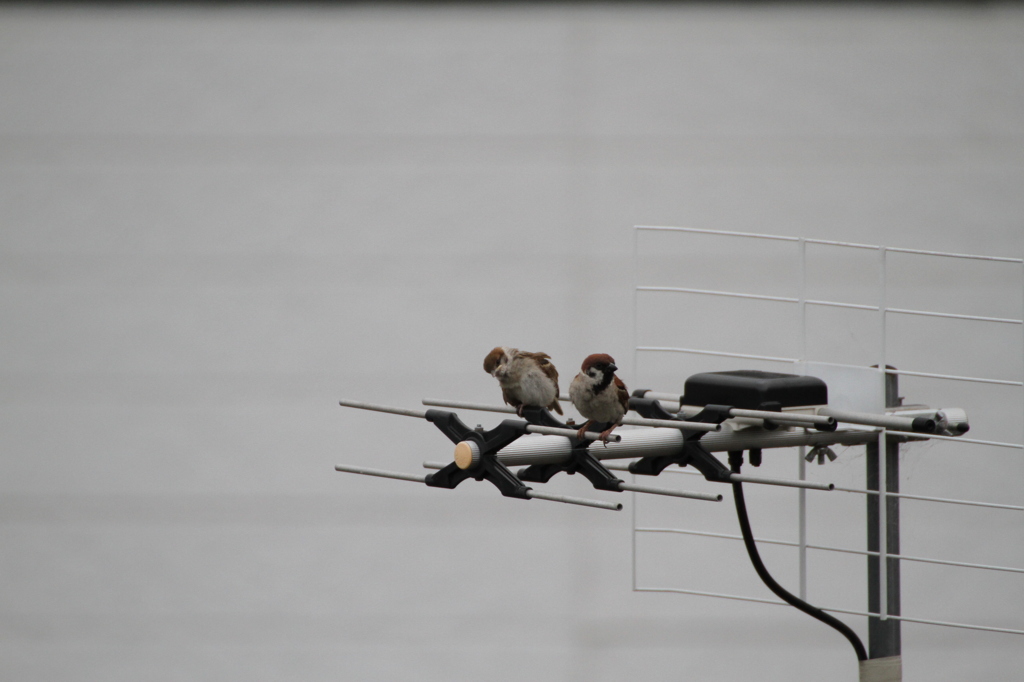 やっぱかゆいな～＾＾；