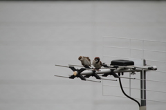 やっぱかゆいな～＾＾；