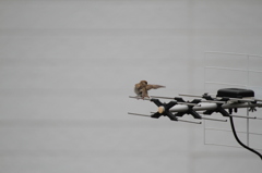 かゆいな～--；