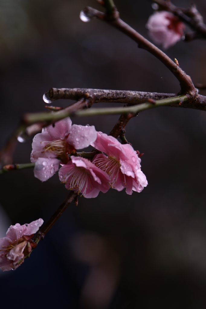 梅の花２
