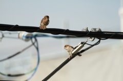 井戸端会議　スズメver.