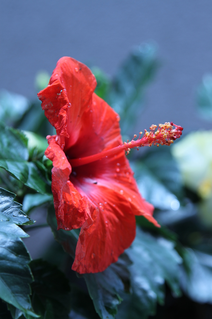 ハイビスカス栽培日記①