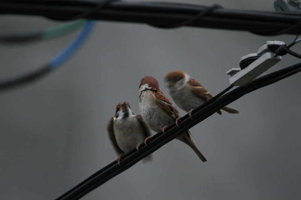 仲良し3兄弟＾＾