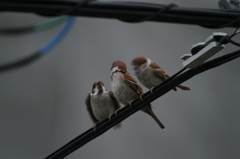 仲良し3兄弟＾＾