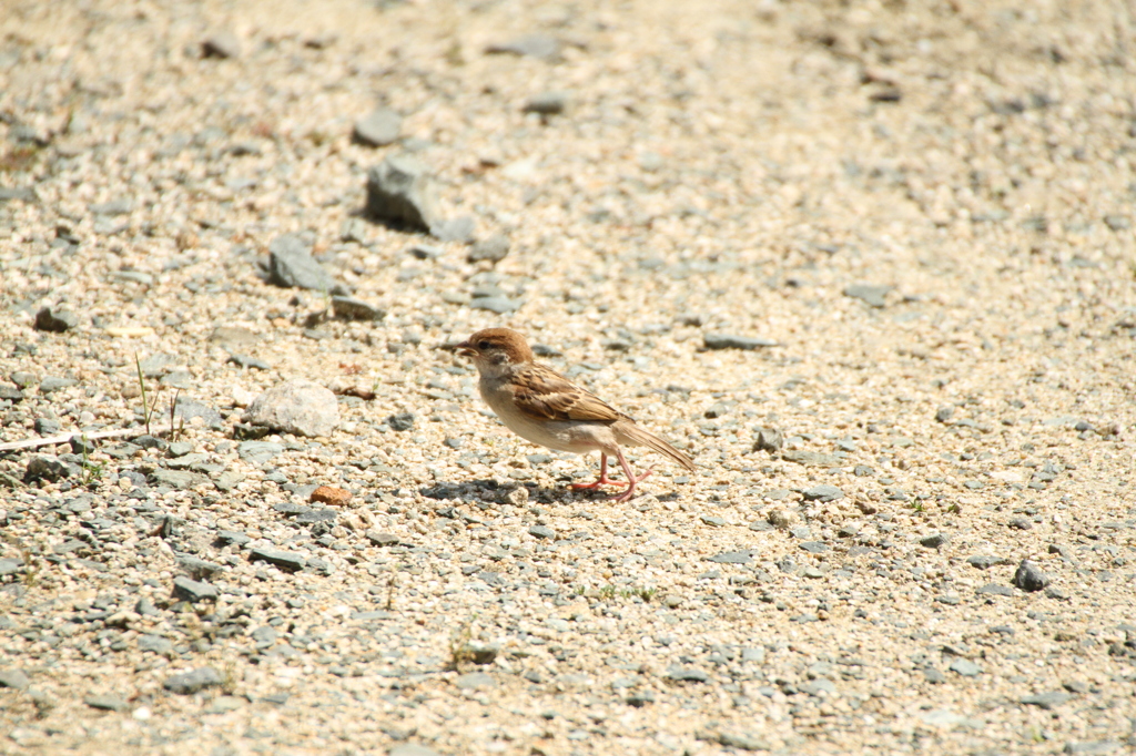 おっとっと--；