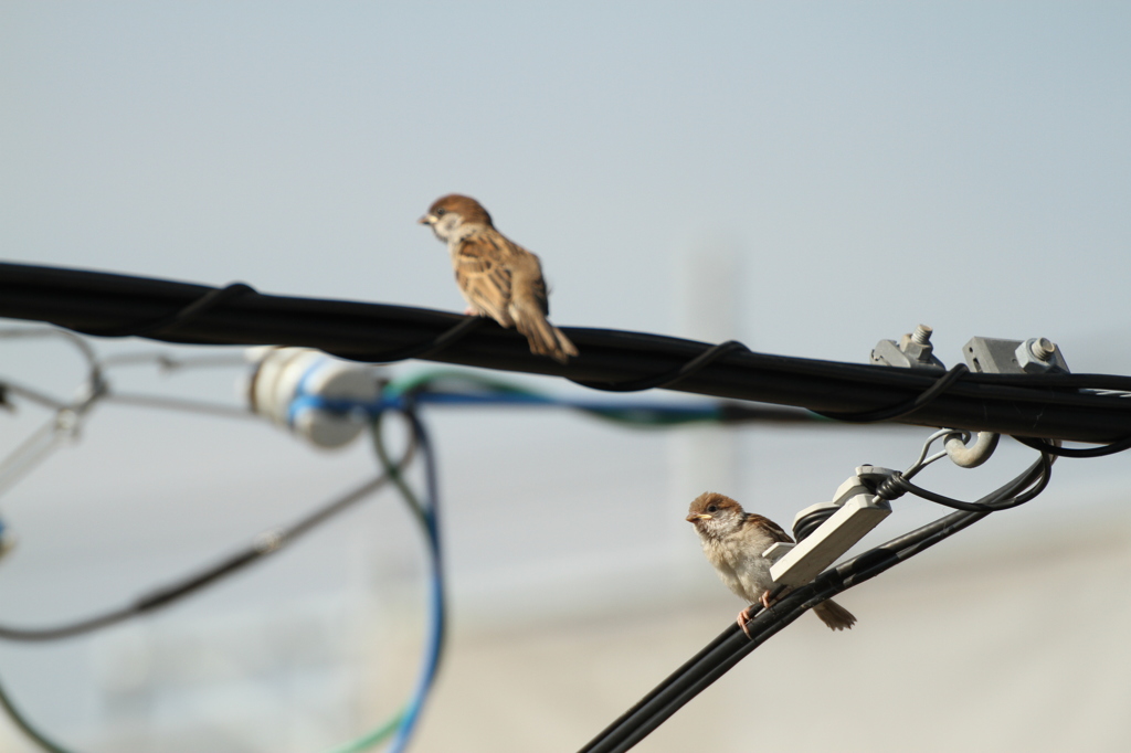 今日も暑くなりそうですね＾＾；