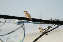 今日も暑くなりそうですね＾＾；