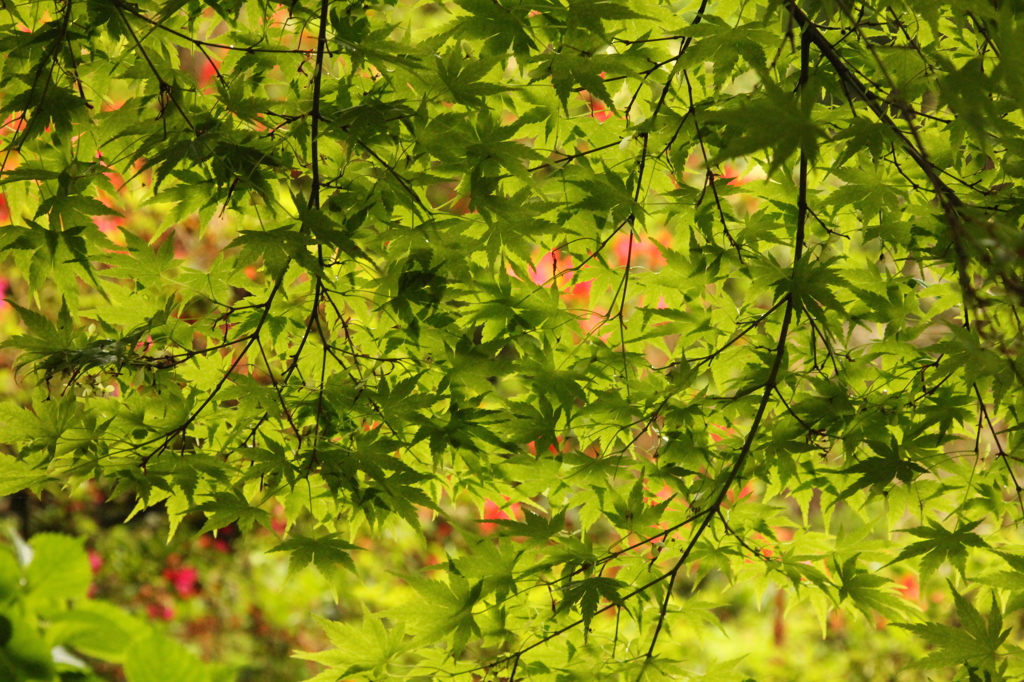 木の葉