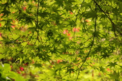 木の葉