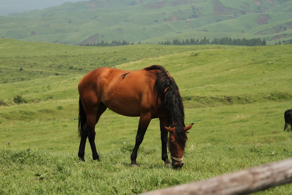 阿蘇の馬